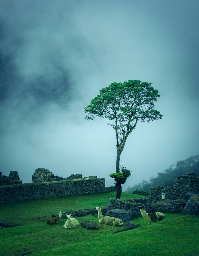 machu-picchu