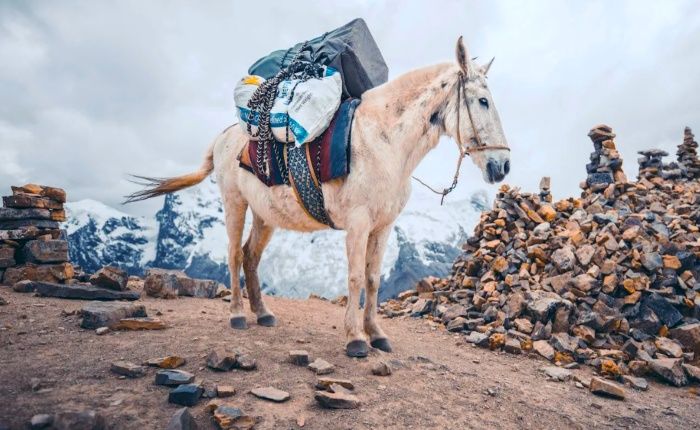 Horses-in-peru