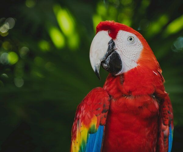 The macaws on the tours in Tambopata