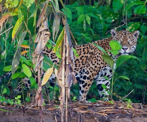 the jaguars in the manu peruvian jungle