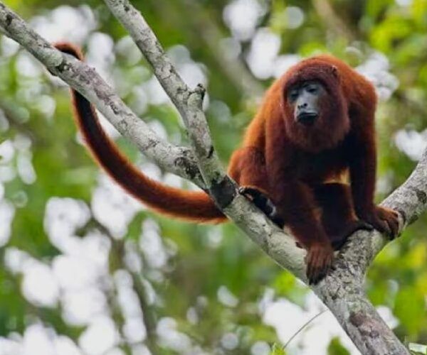 The maquisapas monkeys in the Tambopata reserve