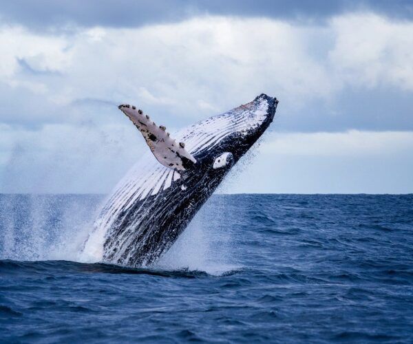 the animals on the beaches of northern peru