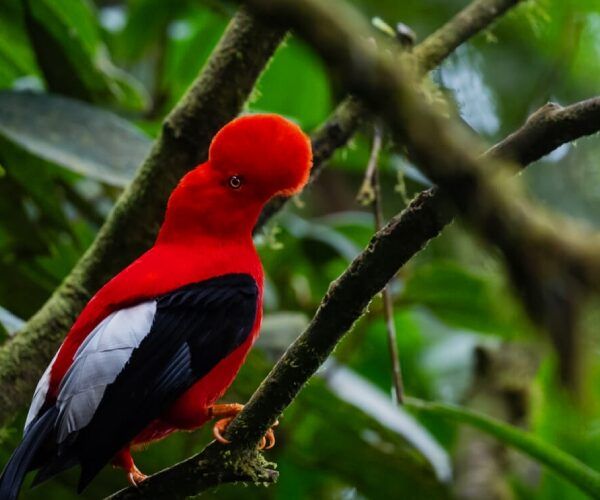 the cock of the rocks, the representative animal of Peru.