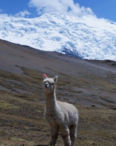 llamas in ausangate trek 5 days